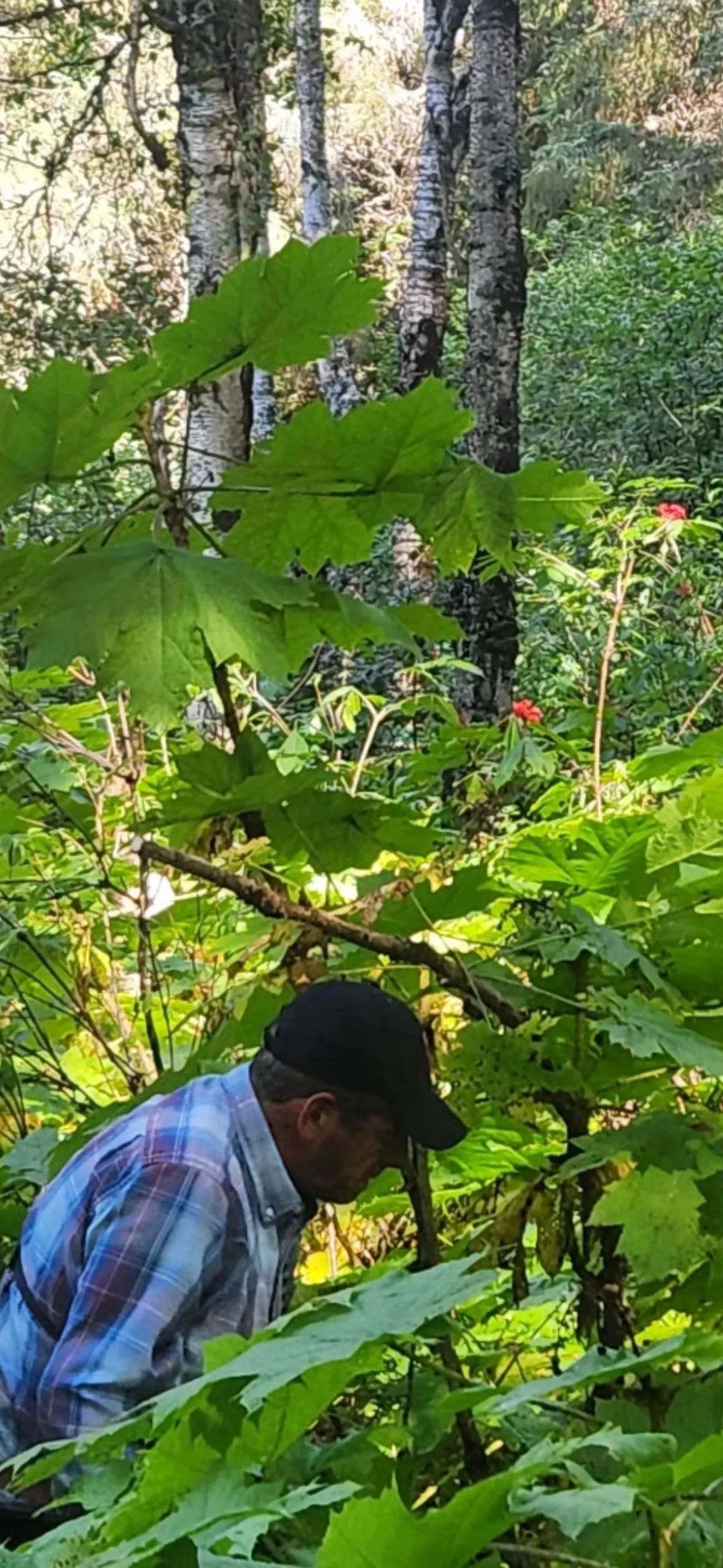 Man in a black hat and plaid shirt surrounded by green leaves in a forest, illustrating natural Bug Repellent use outdoors.